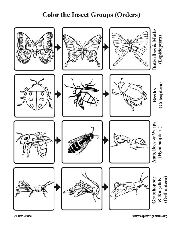 Insect Groups (Orders) Coloring Page
