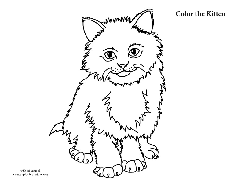 Kitten Coloring page