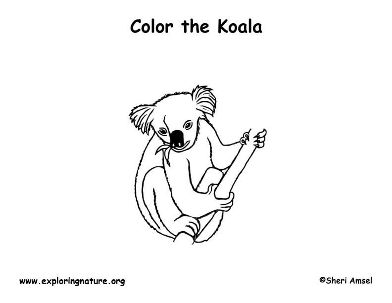 Koala Coloring Page