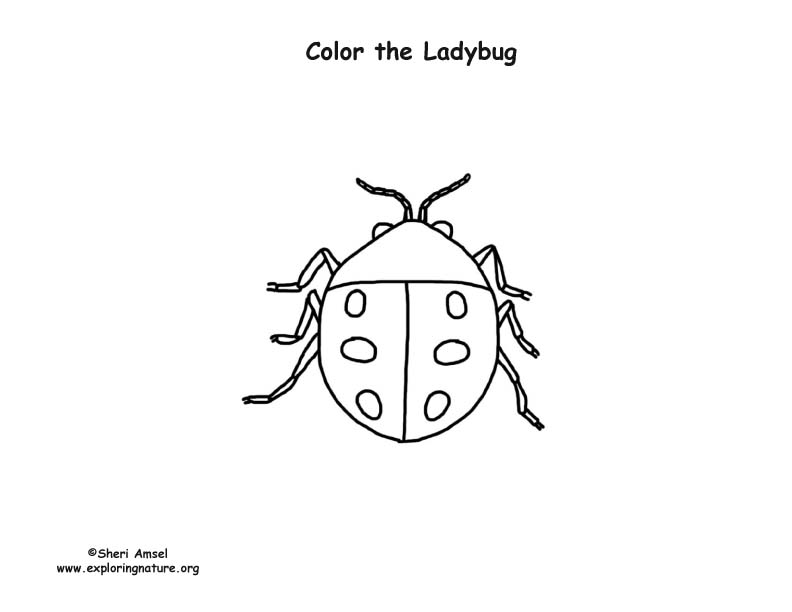 Ladybug 2 Coloring Page