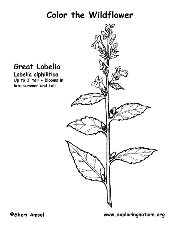 Lobelia (Great) Coloring Page