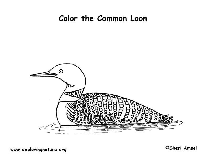 Loon (Common) Coloring Page