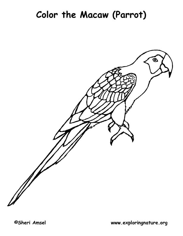 Macaw (Parrot) Coloring Page