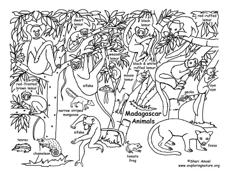 Madagascar Coloring Page