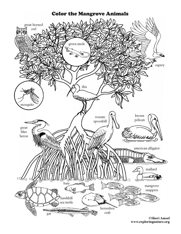 Mangrove Animals Coloring Page