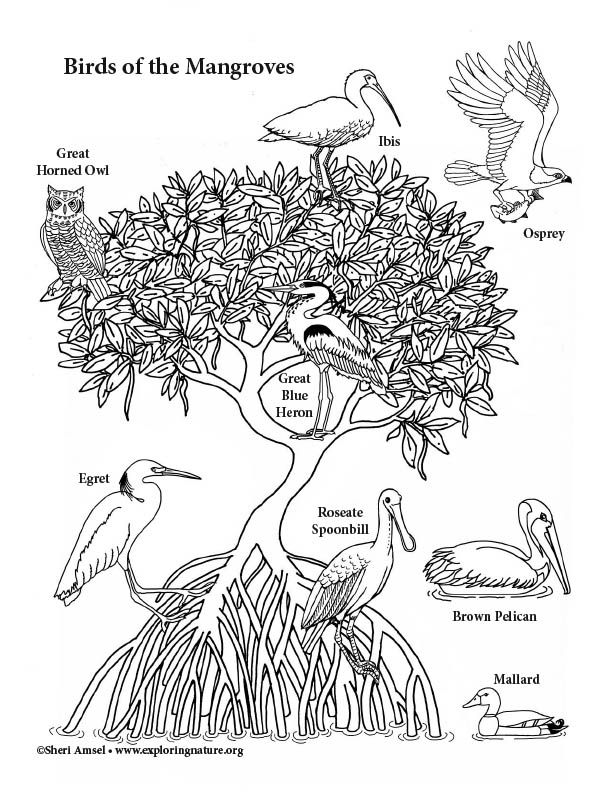 Mangrove Birds Coloring Page