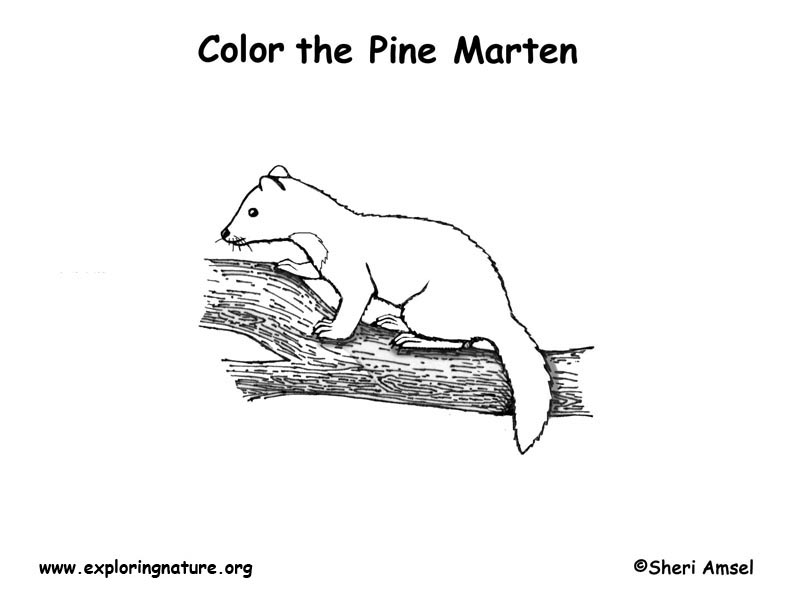 Marten Coloring Page