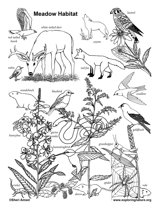 Meadow Habitat Coloring Page