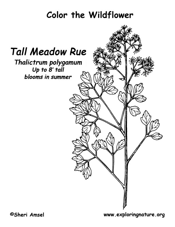 Meadow Rue Coloring Page
