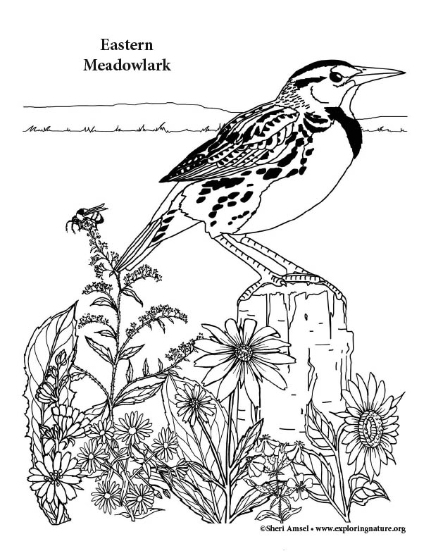 Meadowlark Coloring Page