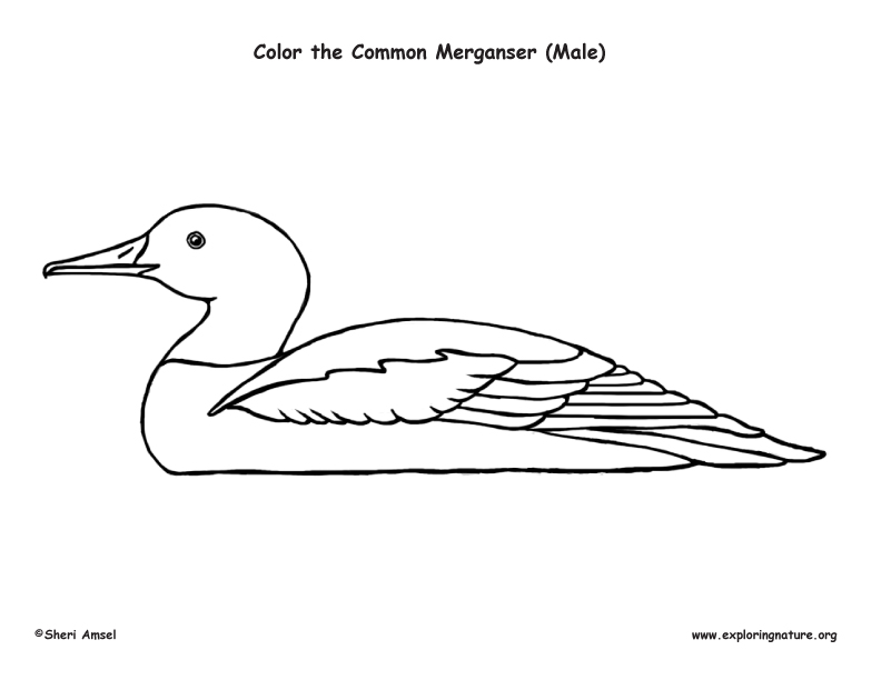 Common Meganser Coloring Page