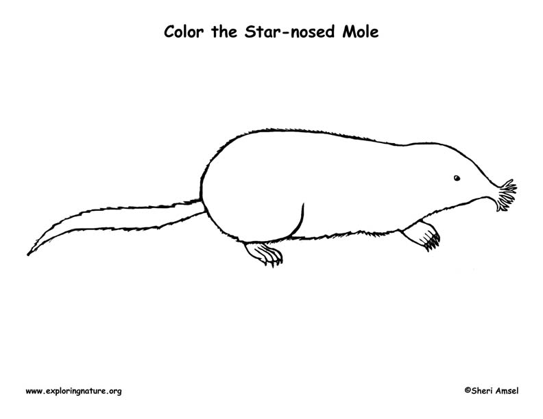 Star-nosed Mole Coloring Page