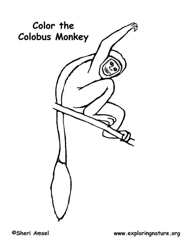 Black and White Colobus Monkey Coloring Page