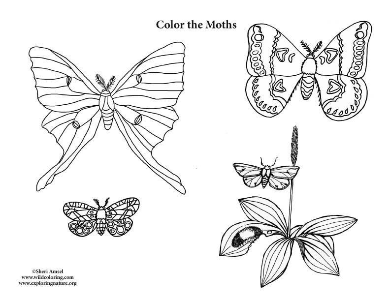 Moths Coloring Page