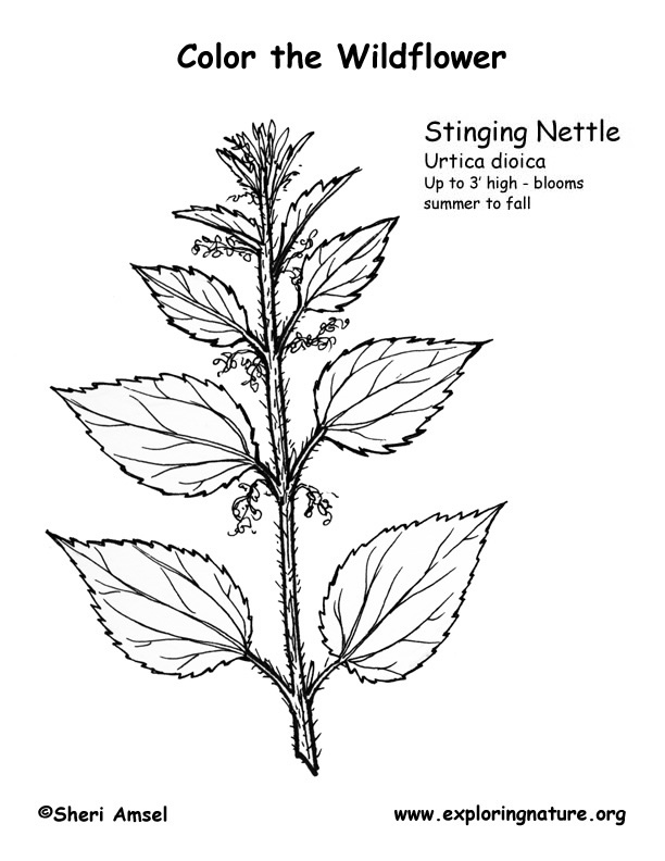 Nettles (Stinging) Coloring Page