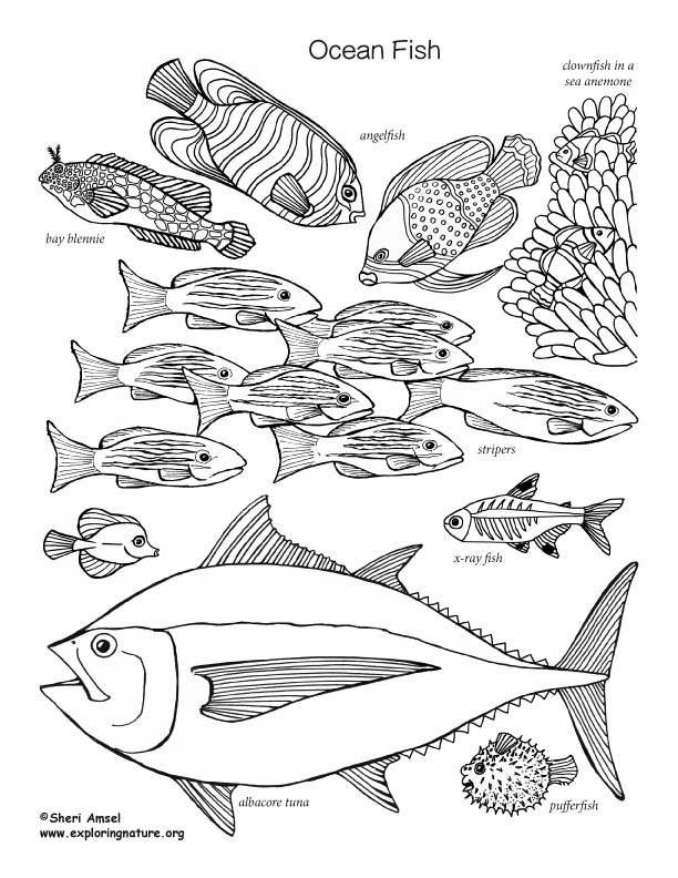ocean fish coloring page,