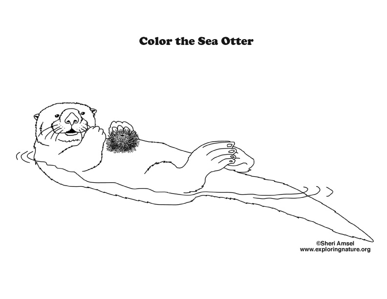 Sea Otter Coloring Page