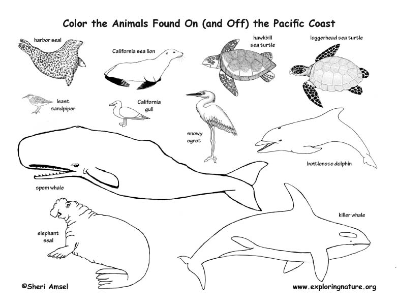 Pacific Coast Animals Coloring