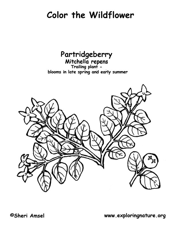 Partridgeberry Coloring Page