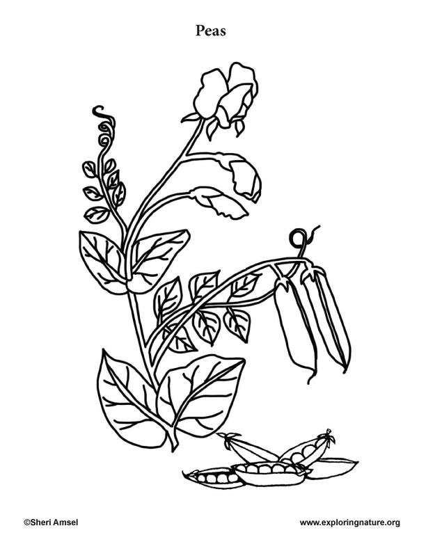peas coloring page