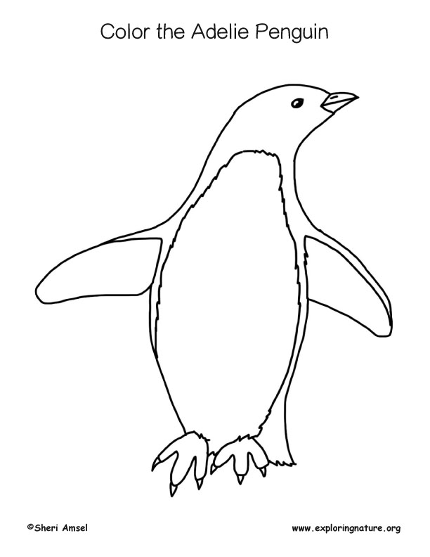 Panguin (Adelie) Coloring Page