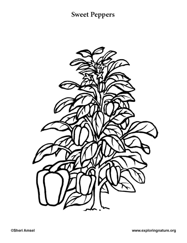 peppers coloring page
