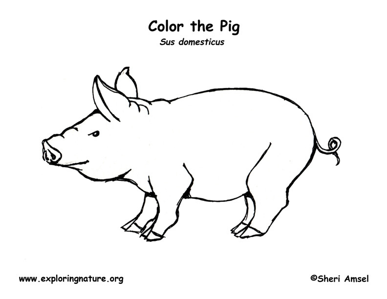 Pig Coloring Page