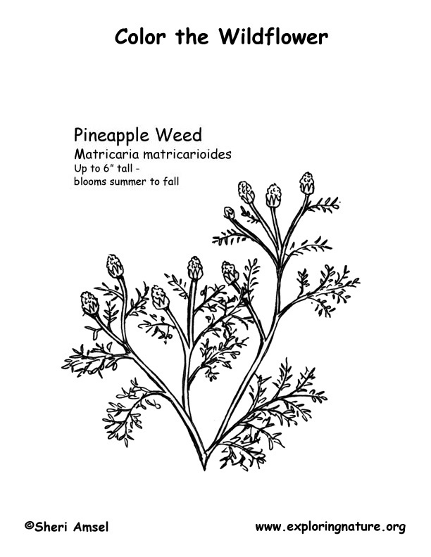 Pineappleweed Coloring Page