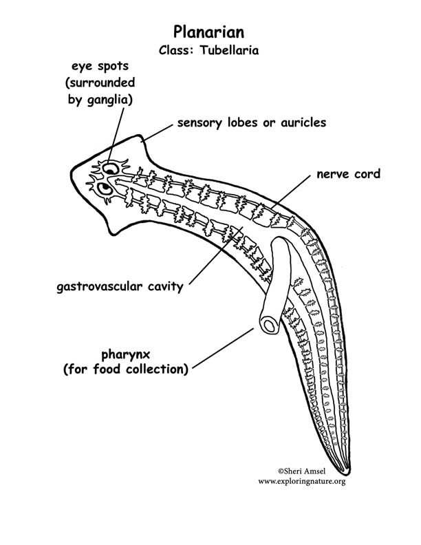 Planarian (Flatworm) Coloring Page