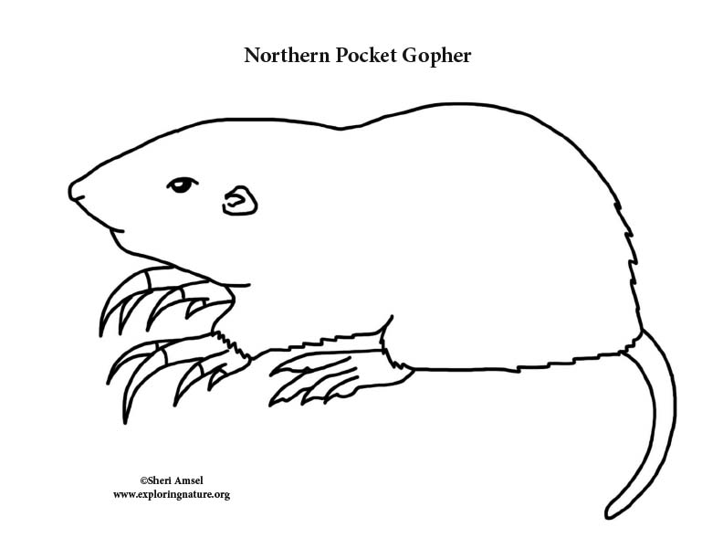 Pocket Gopher Coloring Page