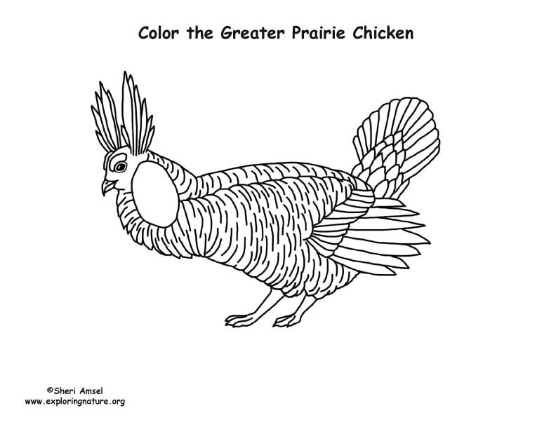 Great Prairie Chicken Coloring Page