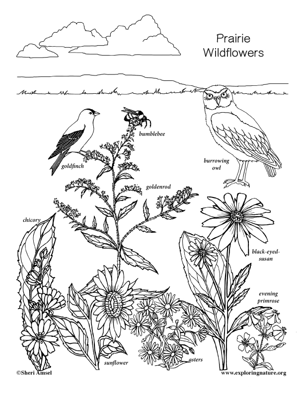 Prairie Wildflower Coloring Page