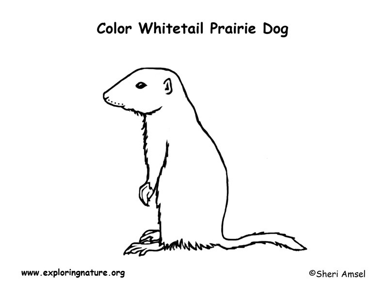 Whitetail Prairie Dog Coloring Page