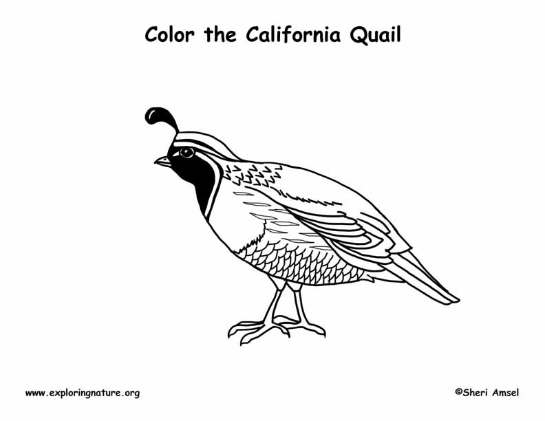 Quail (California) Coloring Page