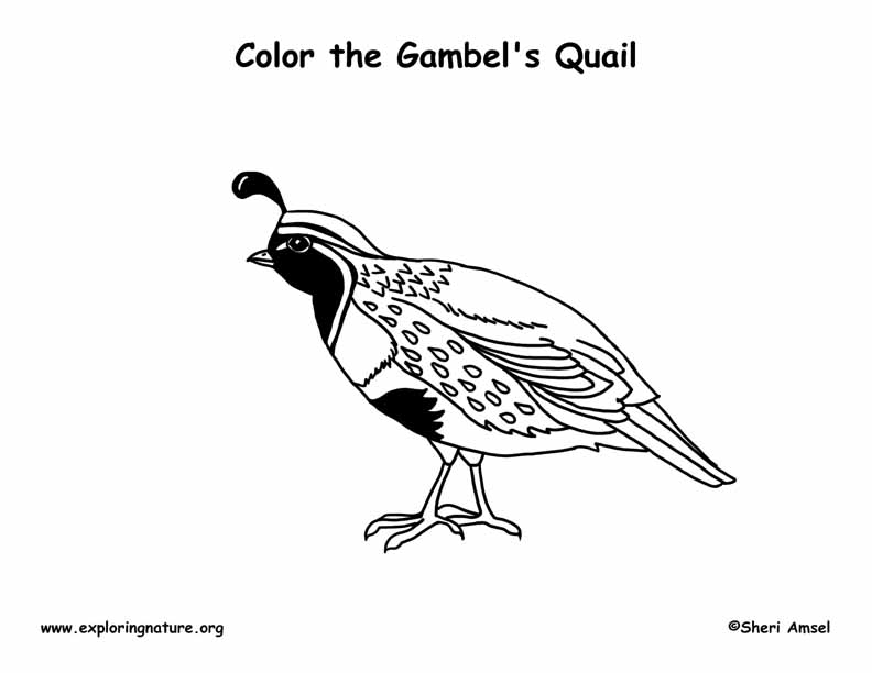 Quail (Gambel's) Coloring Page