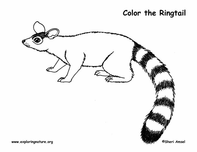Ringtail Coloring Page
