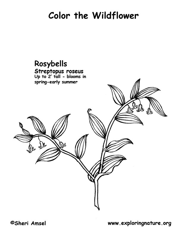 Rosy Bells Coloring Page
