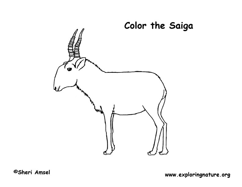 Saiga Antelope Coloring Page