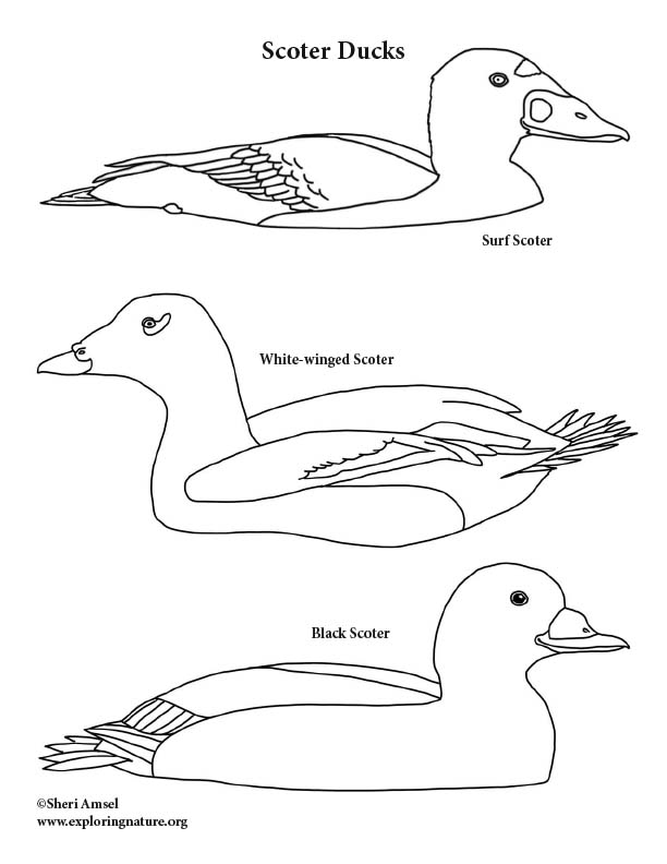 Scoter Ducks Coloring Page