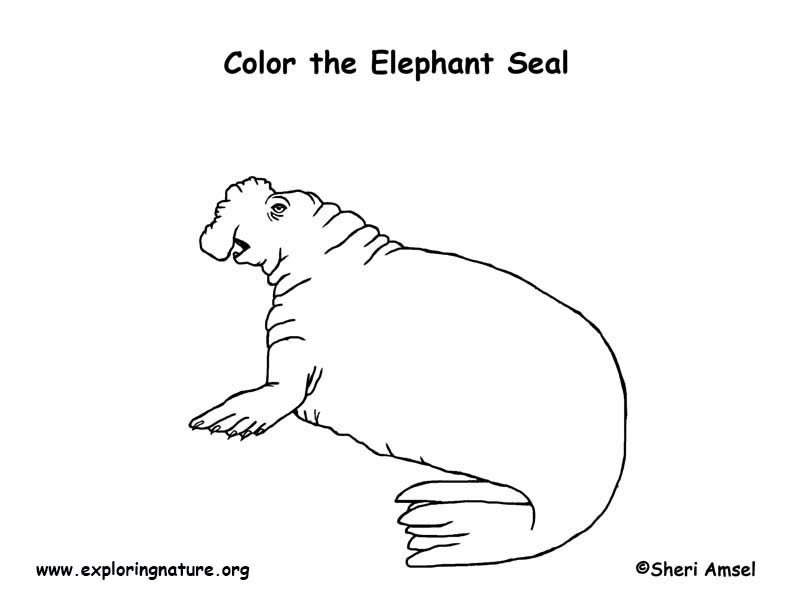Elephant Seal Coloring Page