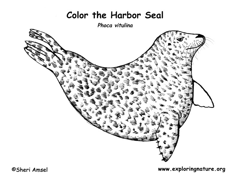 Harbor Seal Coloring Page
