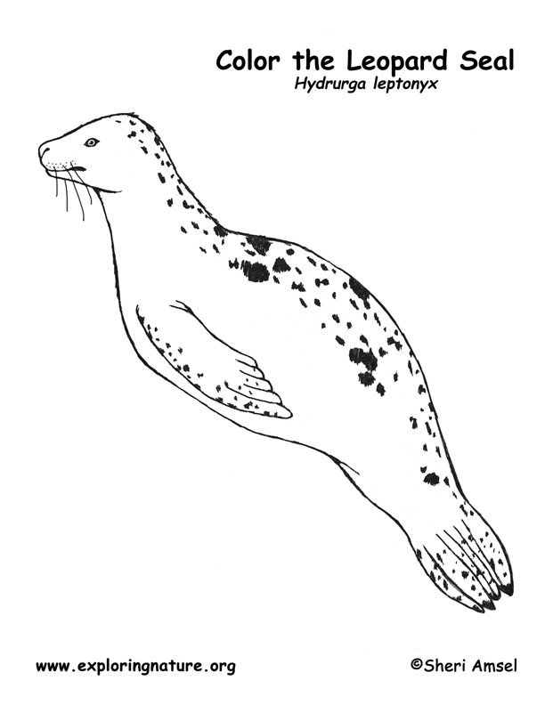 Leopard Seal Coloring Page