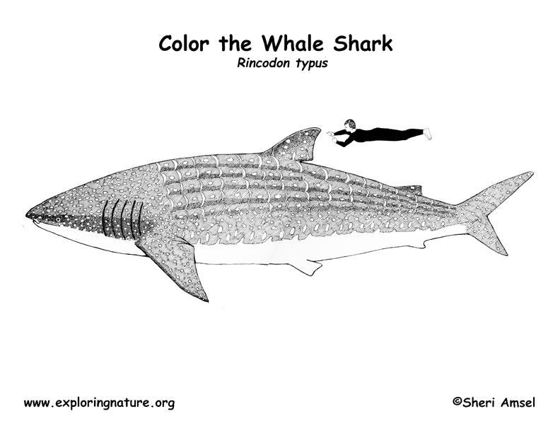 Shark (Whale) Coloring Page