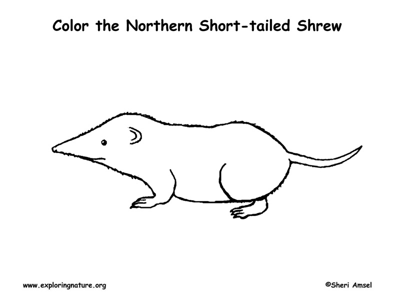 Shrew (Short-tailed) Coloring Page