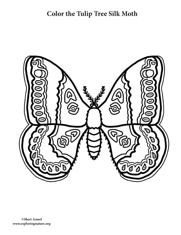 Moth (Tulip Tree Silk) Coloring Page