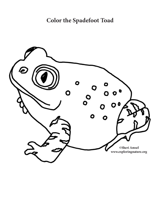 Toad (Spadefoot) Coloring Page