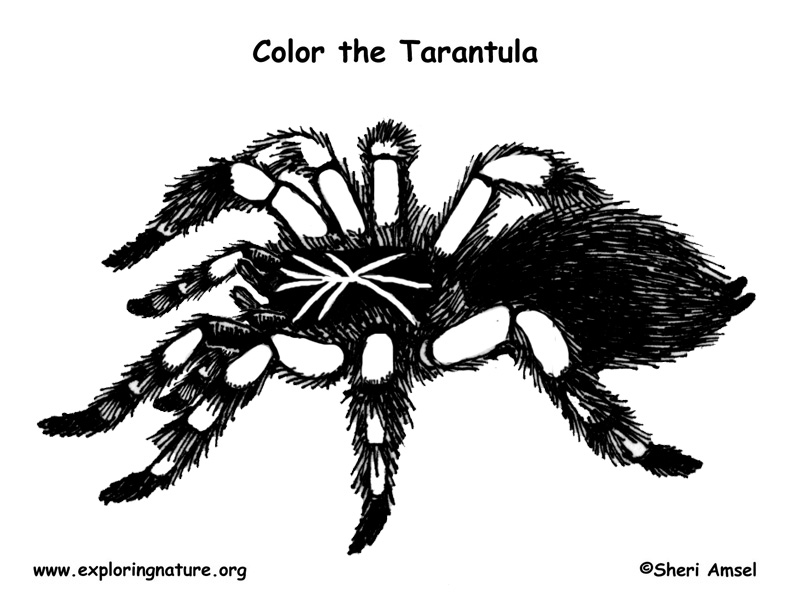 Spider (Tarantula) Coloring Page