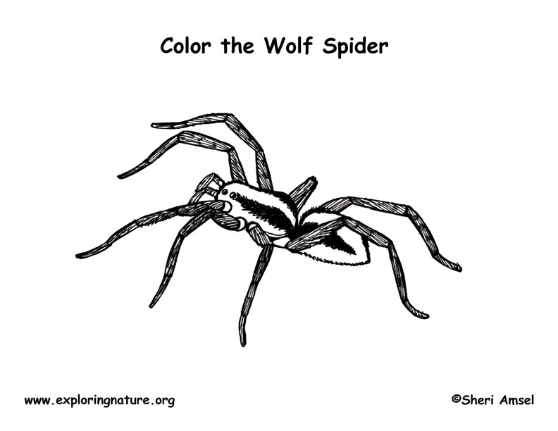 Spider (Wolf) Coloring Page