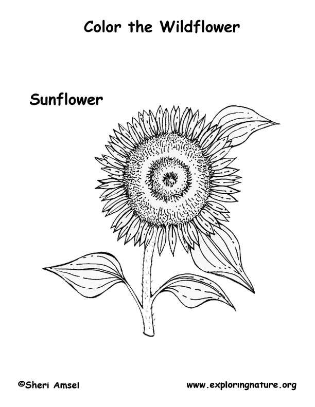 Sunflower Coloring Page