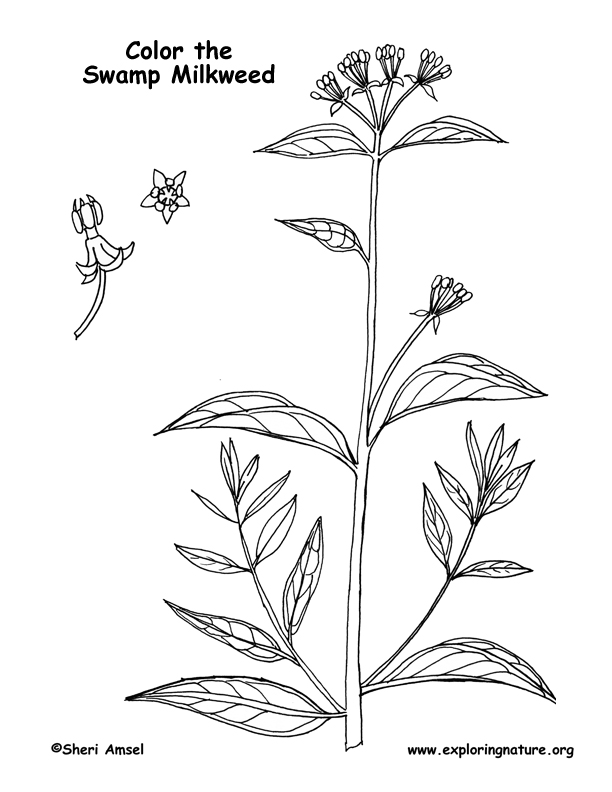 Milkweed (Swamp) Coloring Page